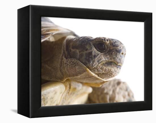 Greek Spur Thighed Tortoise Head Portrait, Spain-Niall Benvie-Framed Premier Image Canvas
