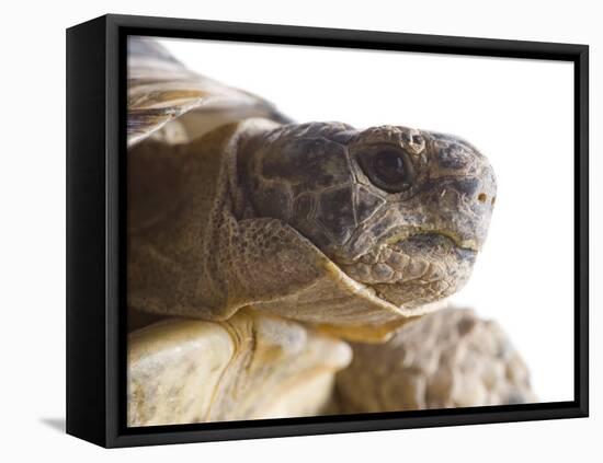 Greek Spur Thighed Tortoise Head Portrait, Spain-Niall Benvie-Framed Premier Image Canvas