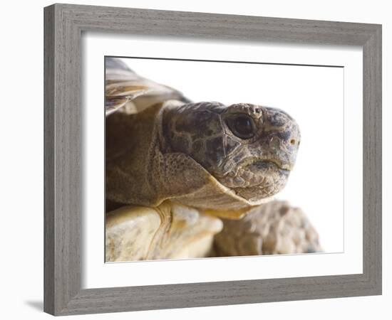 Greek Spur Thighed Tortoise Head Portrait, Spain-Niall Benvie-Framed Photographic Print