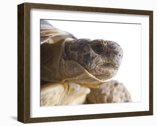 Greek Spur Thighed Tortoise Head Portrait, Spain-Niall Benvie-Framed Photographic Print