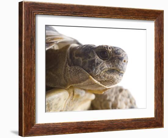 Greek Spur Thighed Tortoise Head Portrait, Spain-Niall Benvie-Framed Photographic Print