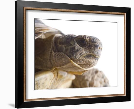 Greek Spur Thighed Tortoise Head Portrait, Spain-Niall Benvie-Framed Photographic Print