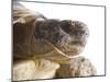 Greek Spur Thighed Tortoise Head Portrait, Spain-Niall Benvie-Mounted Photographic Print
