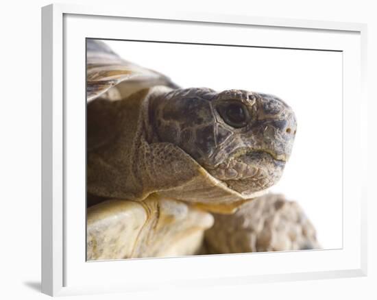 Greek Spur Thighed Tortoise Head Portrait, Spain-Niall Benvie-Framed Photographic Print