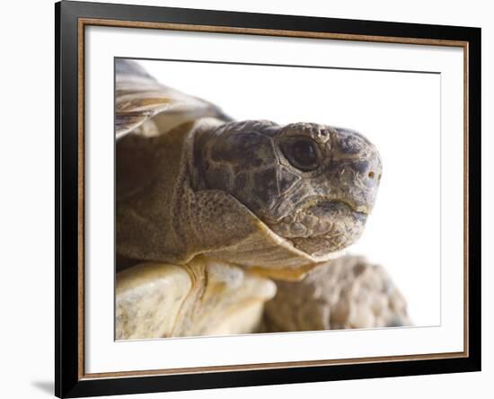 Greek Spur Thighed Tortoise Head Portrait, Spain-Niall Benvie-Framed Photographic Print