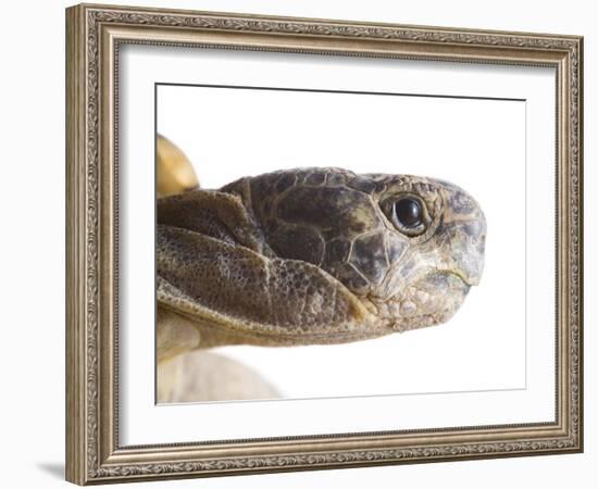 Greek Spur Thighed Tortoise Head Portrait, Spain-Niall Benvie-Framed Photographic Print