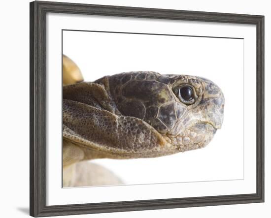 Greek Spur Thighed Tortoise Head Portrait, Spain-Niall Benvie-Framed Photographic Print