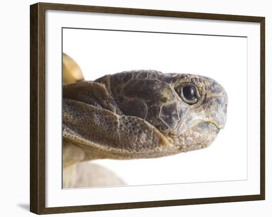 Greek Spur Thighed Tortoise Head Portrait, Spain-Niall Benvie-Framed Photographic Print