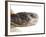 Greek Spur Thighed Tortoise Head Portrait, Spain-Niall Benvie-Framed Photographic Print