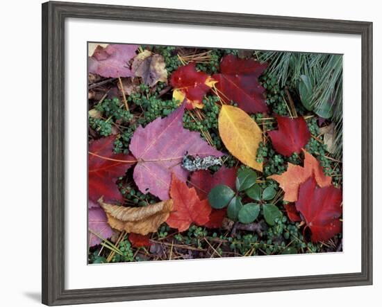 Greeley Ponds Trail, Northern Hardwood Forest, New Hampshire, USA-Jerry & Marcy Monkman-Framed Photographic Print