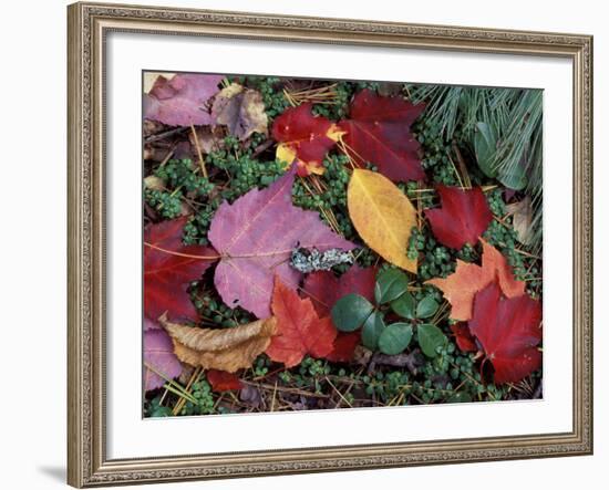 Greeley Ponds Trail, Northern Hardwood Forest, New Hampshire, USA-Jerry & Marcy Monkman-Framed Photographic Print