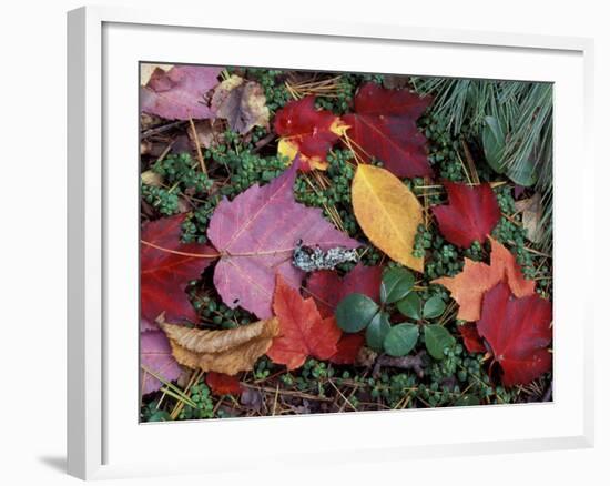 Greeley Ponds Trail, Northern Hardwood Forest, New Hampshire, USA-Jerry & Marcy Monkman-Framed Photographic Print