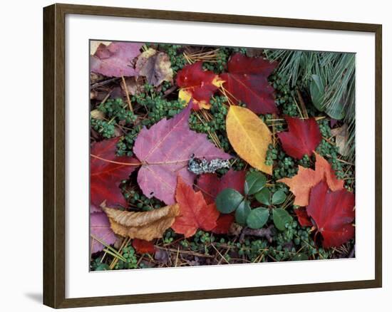 Greeley Ponds Trail, Northern Hardwood Forest, New Hampshire, USA-Jerry & Marcy Monkman-Framed Photographic Print