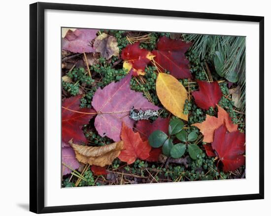 Greeley Ponds Trail, Northern Hardwood Forest, New Hampshire, USA-Jerry & Marcy Monkman-Framed Photographic Print