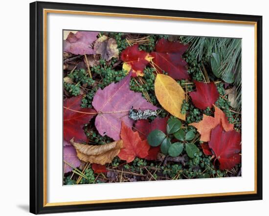 Greeley Ponds Trail, Northern Hardwood Forest, New Hampshire, USA-Jerry & Marcy Monkman-Framed Photographic Print