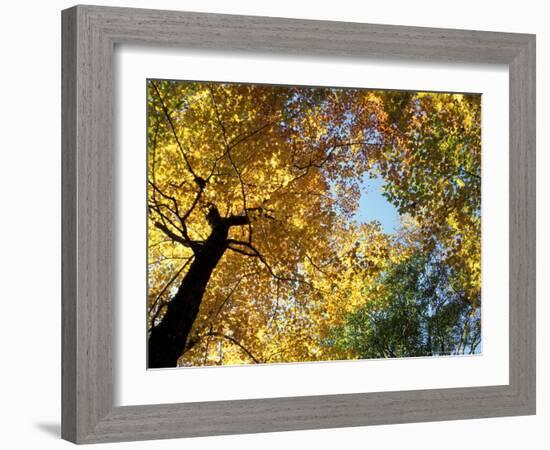 Greeley Ponds Trail, Northern Hardwood Forest, New Hampshire, USA-Jerry & Marcy Monkman-Framed Photographic Print