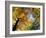 Greeley Ponds Trail, Northern Hardwood Forest, New Hampshire, USA-Jerry & Marcy Monkman-Framed Photographic Print