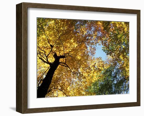 Greeley Ponds Trail, Northern Hardwood Forest, New Hampshire, USA-Jerry & Marcy Monkman-Framed Photographic Print