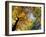 Greeley Ponds Trail, Northern Hardwood Forest, New Hampshire, USA-Jerry & Marcy Monkman-Framed Photographic Print