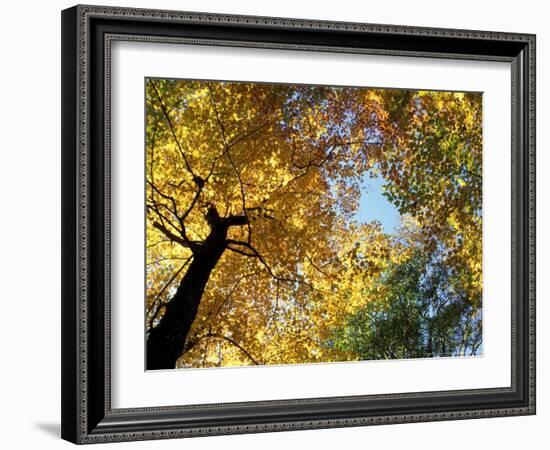 Greeley Ponds Trail, Northern Hardwood Forest, New Hampshire, USA-Jerry & Marcy Monkman-Framed Photographic Print