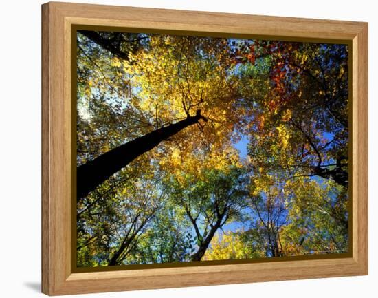 Greeley Ponds Trail, Northern Hardwood Forest, New Hampshire, USA-Jerry & Marcy Monkman-Framed Premier Image Canvas