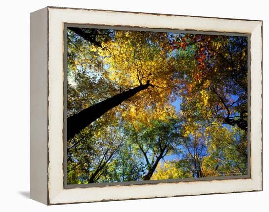 Greeley Ponds Trail, Northern Hardwood Forest, New Hampshire, USA-Jerry & Marcy Monkman-Framed Premier Image Canvas