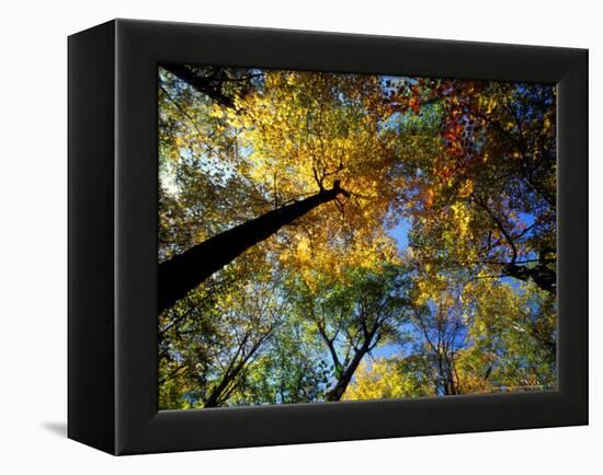 Greeley Ponds Trail, Northern Hardwood Forest, New Hampshire, USA-Jerry & Marcy Monkman-Framed Premier Image Canvas