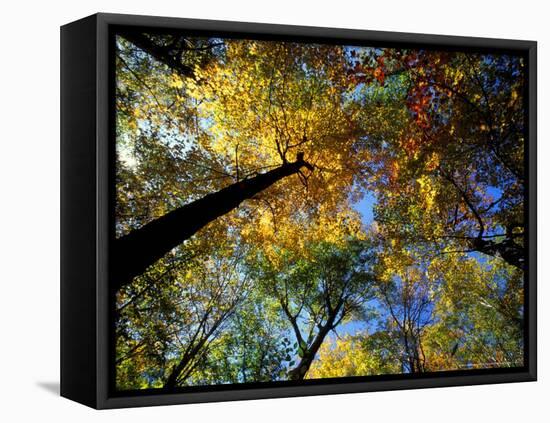 Greeley Ponds Trail, Northern Hardwood Forest, New Hampshire, USA-Jerry & Marcy Monkman-Framed Premier Image Canvas