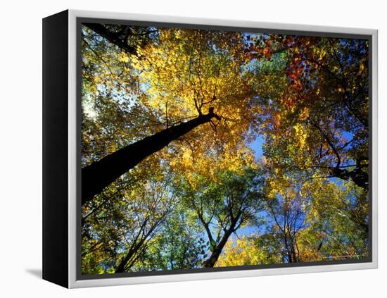 Greeley Ponds Trail, Northern Hardwood Forest, New Hampshire, USA-Jerry & Marcy Monkman-Framed Premier Image Canvas