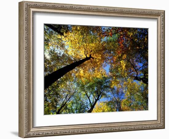 Greeley Ponds Trail, Northern Hardwood Forest, New Hampshire, USA-Jerry & Marcy Monkman-Framed Photographic Print