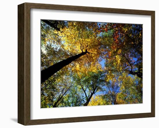 Greeley Ponds Trail, Northern Hardwood Forest, New Hampshire, USA-Jerry & Marcy Monkman-Framed Photographic Print