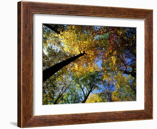 Greeley Ponds Trail, Northern Hardwood Forest, New Hampshire, USA-Jerry & Marcy Monkman-Framed Photographic Print