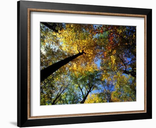 Greeley Ponds Trail, Northern Hardwood Forest, New Hampshire, USA-Jerry & Marcy Monkman-Framed Photographic Print