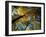 Greeley Ponds Trail, Northern Hardwood Forest, New Hampshire, USA-Jerry & Marcy Monkman-Framed Photographic Print