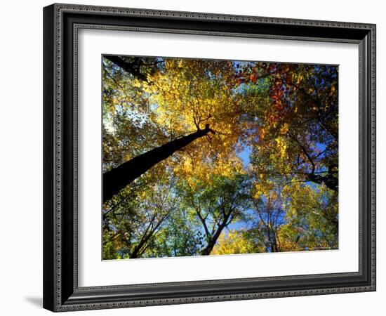 Greeley Ponds Trail, Northern Hardwood Forest, New Hampshire, USA-Jerry & Marcy Monkman-Framed Photographic Print