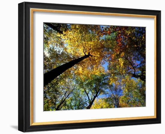 Greeley Ponds Trail, Northern Hardwood Forest, New Hampshire, USA-Jerry & Marcy Monkman-Framed Photographic Print