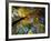 Greeley Ponds Trail, Northern Hardwood Forest, New Hampshire, USA-Jerry & Marcy Monkman-Framed Photographic Print