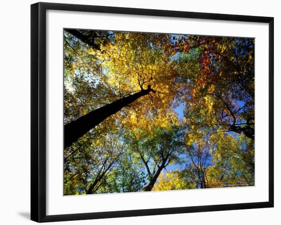 Greeley Ponds Trail, Northern Hardwood Forest, New Hampshire, USA-Jerry & Marcy Monkman-Framed Photographic Print