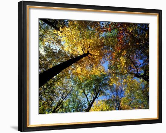 Greeley Ponds Trail, Northern Hardwood Forest, New Hampshire, USA-Jerry & Marcy Monkman-Framed Photographic Print