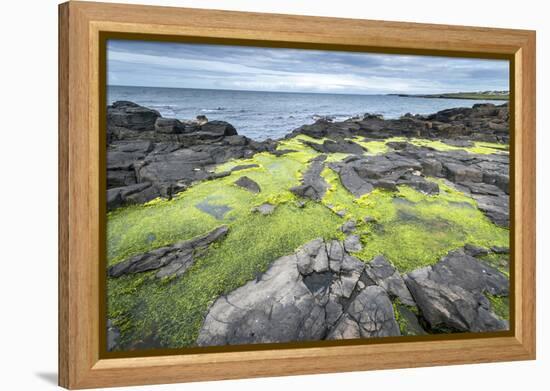 Green Algae on Rocky Nort Irish Coastline-Jacek Kadaj-Framed Premier Image Canvas