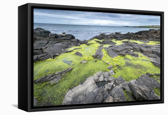 Green Algae on Rocky Nort Irish Coastline-Jacek Kadaj-Framed Premier Image Canvas