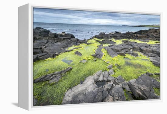 Green Algae on Rocky Nort Irish Coastline-Jacek Kadaj-Framed Premier Image Canvas