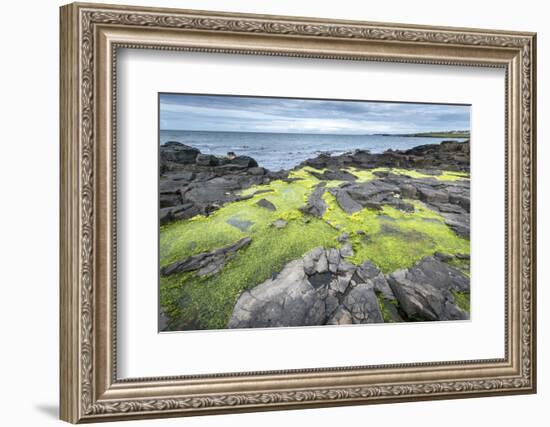 Green Algae on Rocky Nort Irish Coastline-Jacek Kadaj-Framed Photographic Print