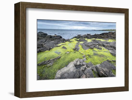 Green Algae on Rocky Nort Irish Coastline-Jacek Kadaj-Framed Photographic Print