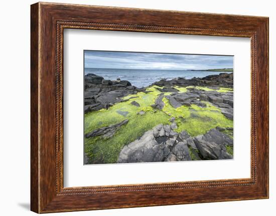 Green Algae on Rocky Nort Irish Coastline-Jacek Kadaj-Framed Photographic Print