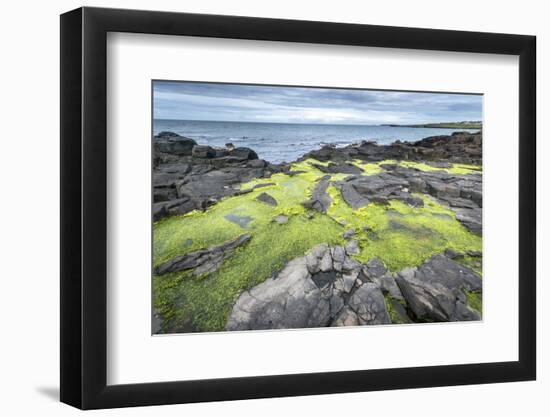 Green Algae on Rocky Nort Irish Coastline-Jacek Kadaj-Framed Photographic Print