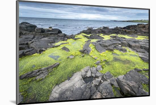 Green Algae on Rocky Nort Irish Coastline-Jacek Kadaj-Mounted Photographic Print