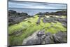 Green Algae on Rocky Nort Irish Coastline-Jacek Kadaj-Mounted Photographic Print