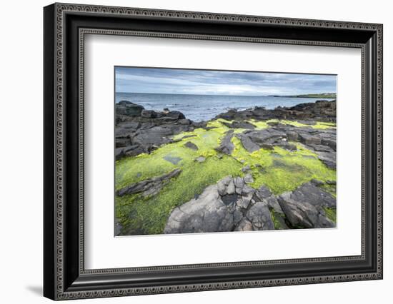 Green Algae on Rocky Nort Irish Coastline-Jacek Kadaj-Framed Photographic Print