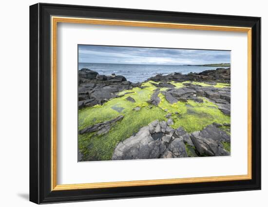 Green Algae on Rocky Nort Irish Coastline-Jacek Kadaj-Framed Photographic Print